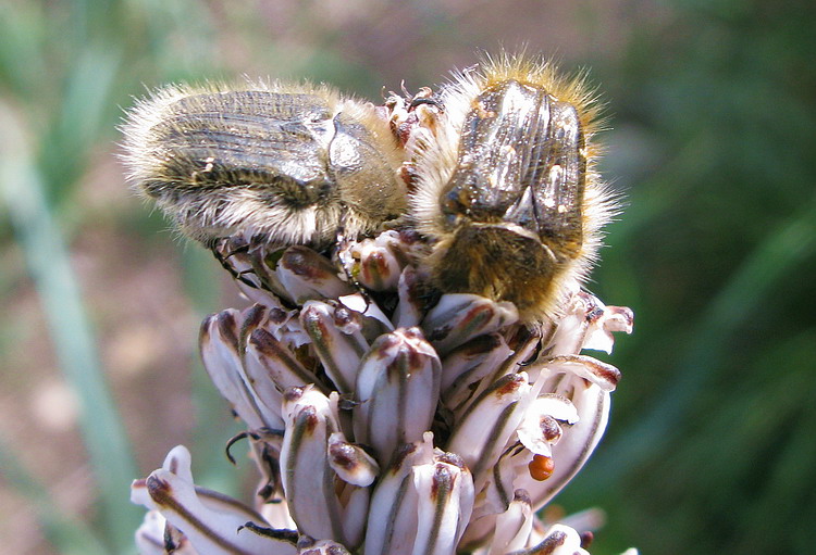 Tropinota squalida!